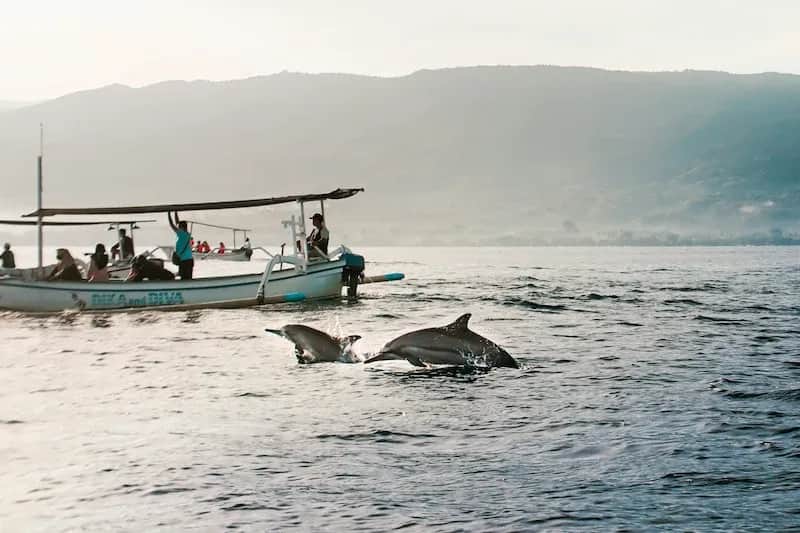 Dolphins swimming near a boat with people observing during a coastal excursion.