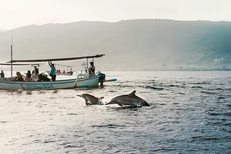 Dolphins swimming near a boat with people observing during a coastal excursion.
