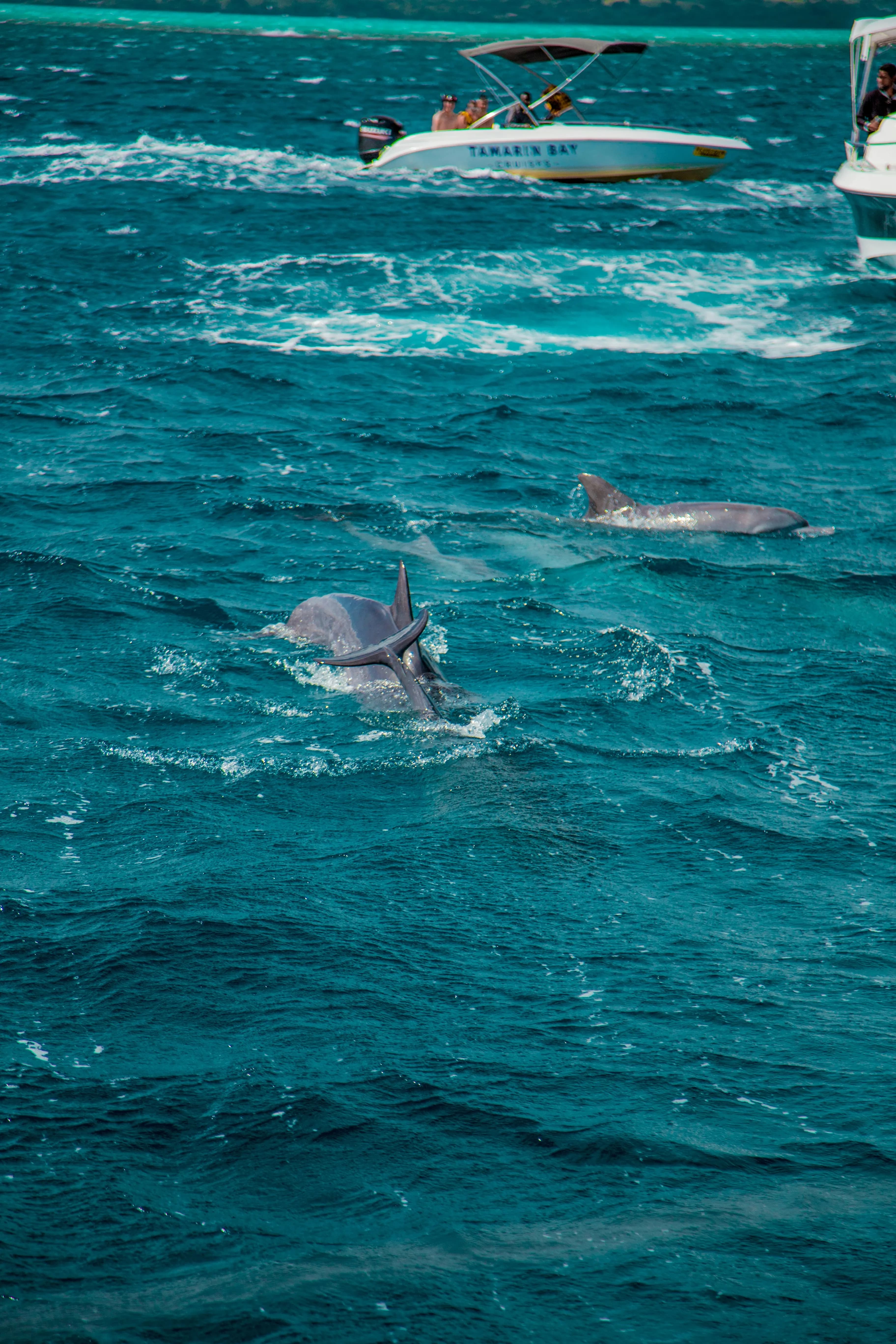 Dolphins swimming near boats on a bright blue ocean in Costa Rica.