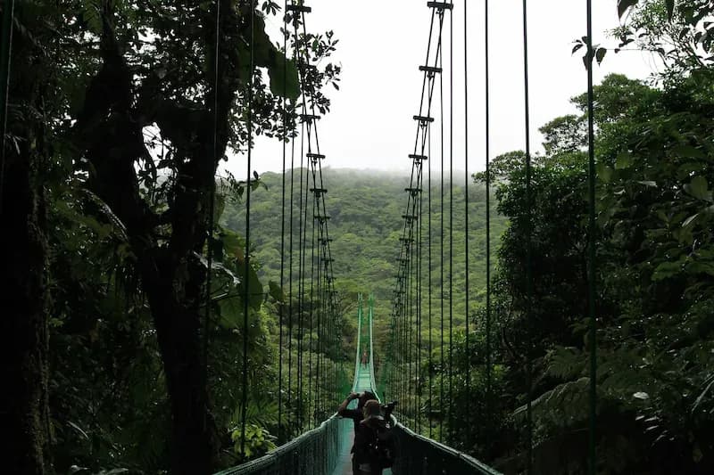 Students walking across a hanging bridge surrounded by dense Costa Rica rainforest.