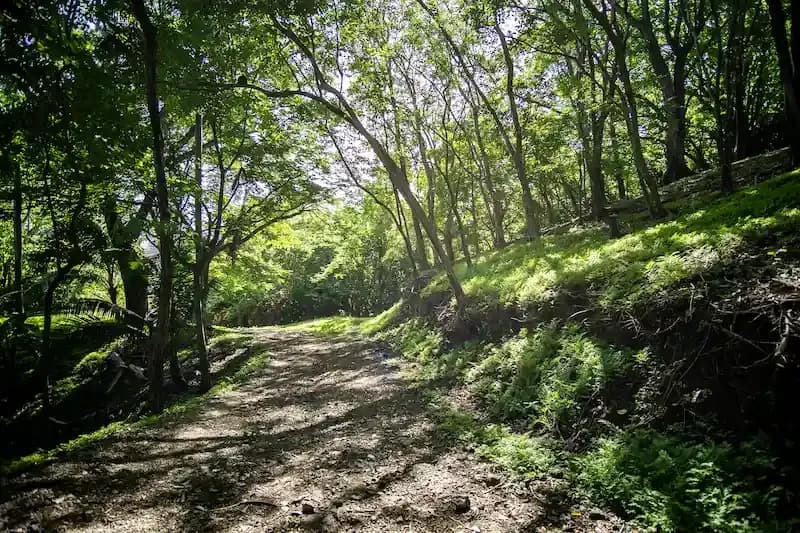 Scenic forest trail surrounded by trees during an Expanish summer camp outdoor excursion.